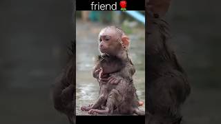 A true friend is a monkey  bandar ki dosti shorts short friends [upl. by Conley]