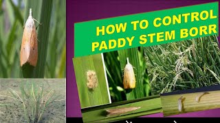 धान में तना छेदक का नियंत्रण कैसे करें How to control paddy stem borer [upl. by Florence]