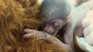 A Miracle Baby Javan Gibbon is Born at the Greensboro Science Center [upl. by Ahsiner]