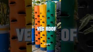 Vertical Vegetable Gardening Setup gardening in PVC pipe  VegRoof [upl. by Ahsinrac]