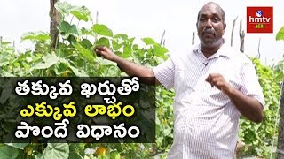 Cultivating Yellow Cucumber with Low Investment  Farmer Ravi  hmtv Agri [upl. by Tterag]