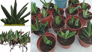 Gasteria Little Warty Propagation  How to separate offsets Gasteria babies  Gasteria Succulent [upl. by Hedgcock]