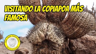 Encontramos Copiapoa Cinerea en habitat [upl. by Bacon]