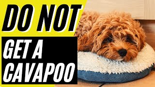 7 Reasons You SHOULD NOT Get a Cavapoo [upl. by Eduam]