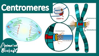 Centromeres  Centromeres and Kinetochores  Chromosomal organization  centromere function [upl. by Riabuz]