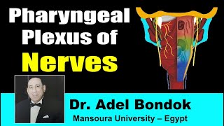 Pharyngeal Plexus Dr Adel Bondok [upl. by Ring]