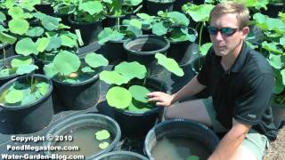 Lotus fertilizing water garden lotus Nelumbo Pond lotus flowers [upl. by Winchell326]