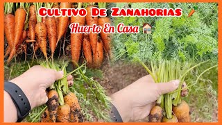 🔴 HUERTO EN CASA 🏠 Zanahorias 🥕 huertoencasa zanahoria campo [upl. by Eudora]