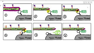 1519 Sliding Filament Theory Cambridge AS A Level Biology 9700 [upl. by Venezia563]