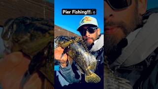 Catching rockfish on the pier fishing outdoors oceanlife fisherman pierfishing fish 805 [upl. by Ahsimet780]