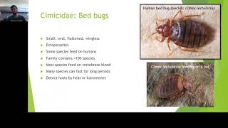 Video 3  Heteroptera Part 1 Bed bugs and more [upl. by Clabo530]