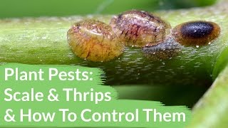 Plant Pests Scale amp Thrips amp How To Control Them  Joy Us Garden [upl. by Cardon]