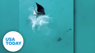 Tourists capture the moment a massive eagle ray jumps from water  USA TODAY [upl. by Eedrahc]