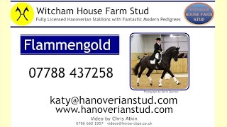 Flammengold Hanoverian  Hessen Stallion [upl. by Tinaret980]