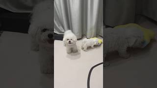 Cute puppy 🐶😍 dog minidoge cat cute puppie cutepuppy minipets pets [upl. by Murry158]