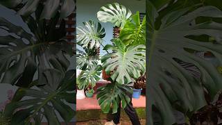 monstera deliciosa gardening monstera plants houseplants [upl. by Ayekin]