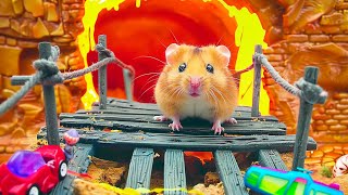 Hamster Escape Challenge 🔥 Lava Maze Adventure 🐹 Hamster Maze [upl. by Atteyram689]