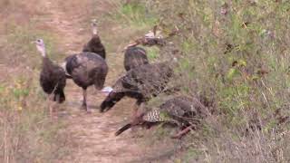 Turkeys Showing up while Im unloading the truck [upl. by Eromle]