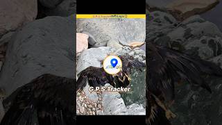 GPS tracker Eagle😨।shorts [upl. by Gunnar413]