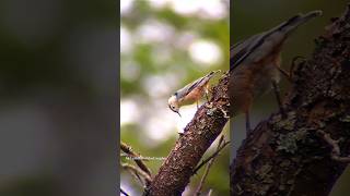 Nuthatches birds animals nature viralshort photography viralreels reel fyp [upl. by Harad894]