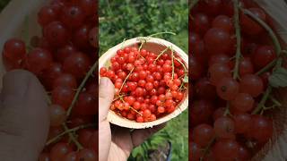 Harvesting my red currants currant gardening harvesting [upl. by Treva]