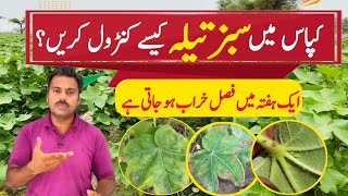 How to control jassid in cotton crop  The best insecticide against cotton jassid Abid Ali Agrarian [upl. by Eittol]