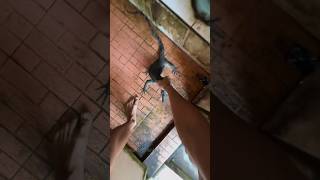 Hunting Monitor Lizard survivalskills hunting adventure monitorlizard cooking extremefood [upl. by Kalvin16]