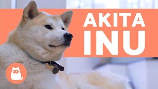 AKITA INU  Características e tudo sobre a RAÇA [upl. by Kimbra]