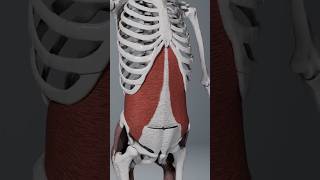 Transverse Abdominis Muscle ytshorts youtubeshorts anatomy education [upl. by Kulsrud]