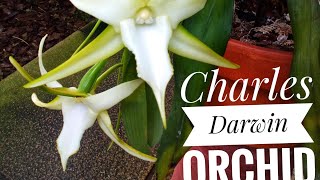 The Star Orchid or Angraecum sesquipedale Charles Darwin orchid [upl. by Oiratnom]