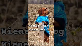 Wiener dogs dog wiener funny memes cute laugh shorts [upl. by Oranneg]