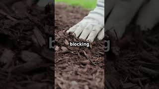 NoWeed Garden Hack with Newspaper 🌱📰Hashtags gardeningtips weedcontrol ecofriendly [upl. by Anni890]