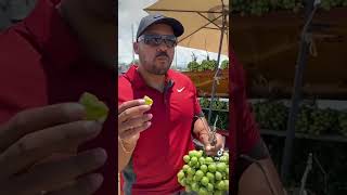 Quenepas en Ponce puertorico quenepas charneco [upl. by Acemat]