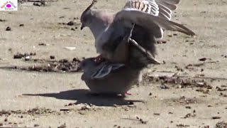 The best mating of crest pigeons never and ever shown [upl. by Arobed667]