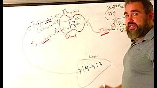 Hypothalamic Pituitary Thyroid Axis [upl. by Asiluy]