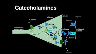 Catecholamines Norepinephrine Epinephrine [upl. by Ameh669]