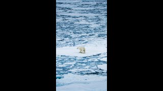 Walking On Water polarbear northpole [upl. by Spaulding]