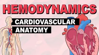 Cardiovascular System Anatomy  Hemodynamics Part 1 [upl. by Leiuqese236]