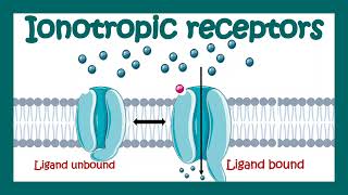 Ionotropic receptors  How do ionotropic receptors work  Where ionotropic receptors are found [upl. by Celine]