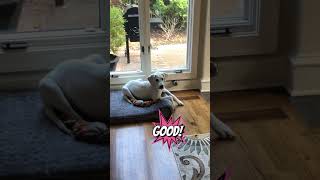 Dublin’s ‘Stay’ practice at home…kind of shorts puppy whitelab dogtraining funnydog [upl. by Nnaik]