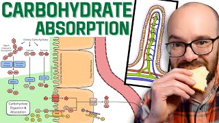 Carbohydrate Absorption [upl. by Aidaas]