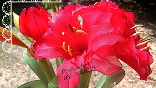 EP240  ว่านสี่ทิศ Hippeastrum flower ployandpoomnylonflower [upl. by Cointon]