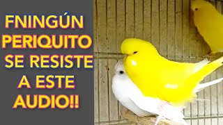 Cortejo de periquitos Australianos  Parakeetsmating call sounds [upl. by Geer]