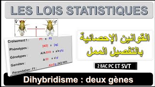 Génétique 5  Les lois statistiques  Cas de Dihybridisme  Darija  BIOF ET ARABE [upl. by Nawat444]