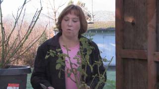 Gardening Tips  How to Prune Roses [upl. by Cyndi]