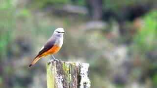 redrumped bush tyrant Cnemarchus erythropygius Parque natural Sumapaz aves de paramo [upl. by Atwood]