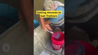 Getting minnows from my floating minnow holder river fishing catfish minnows ideas bait [upl. by Neuburger]