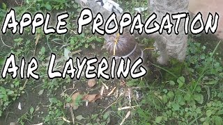 Apple Tree Propagation Air Layering [upl. by Atrebor]