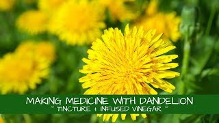 Making Medicine with Dandelion  Tincture  Infused Vinegar [upl. by Adiraf]