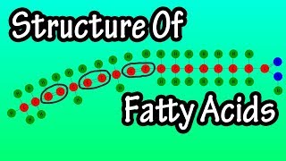 Fatty Acids  What Are Fatty Acids  Structure Of Fatty Acids  Types Of Fatty Acids [upl. by Chappy]